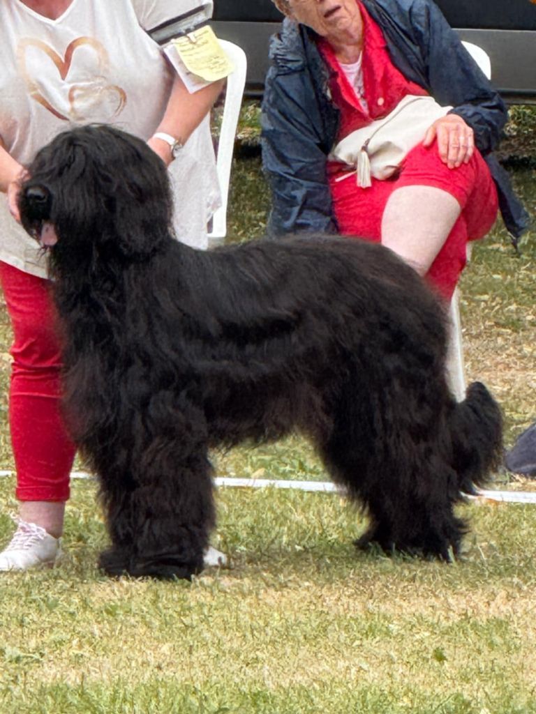 Venusse black De La Baie D'adonis
