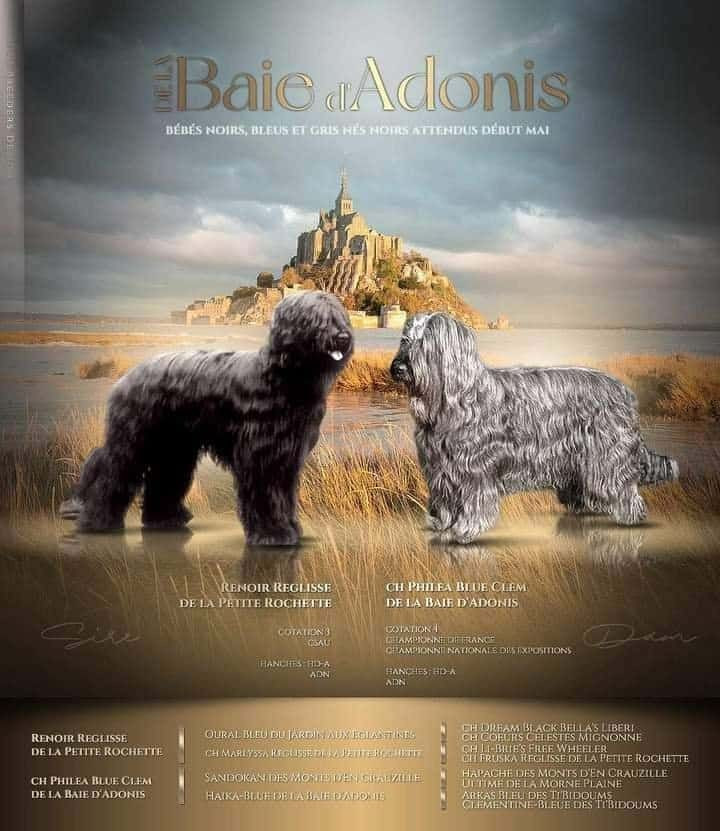 De La Baie D'adonis - mariage de Philea et Renoir prévu mi novembre