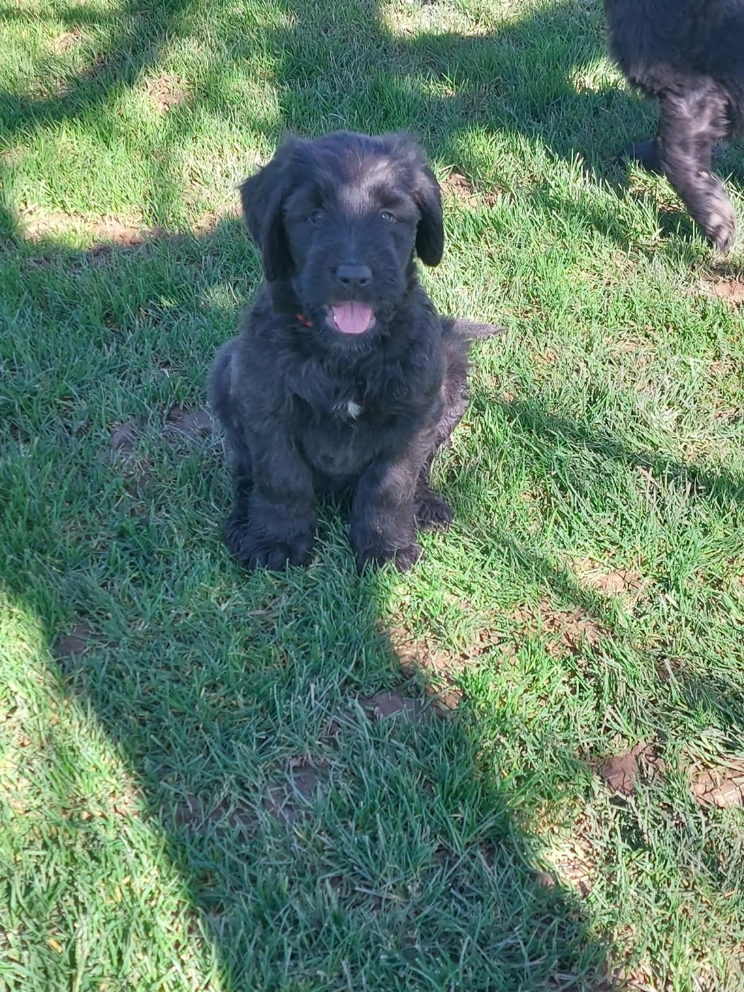 bébé femelle bleue (grise née grise ) disponible