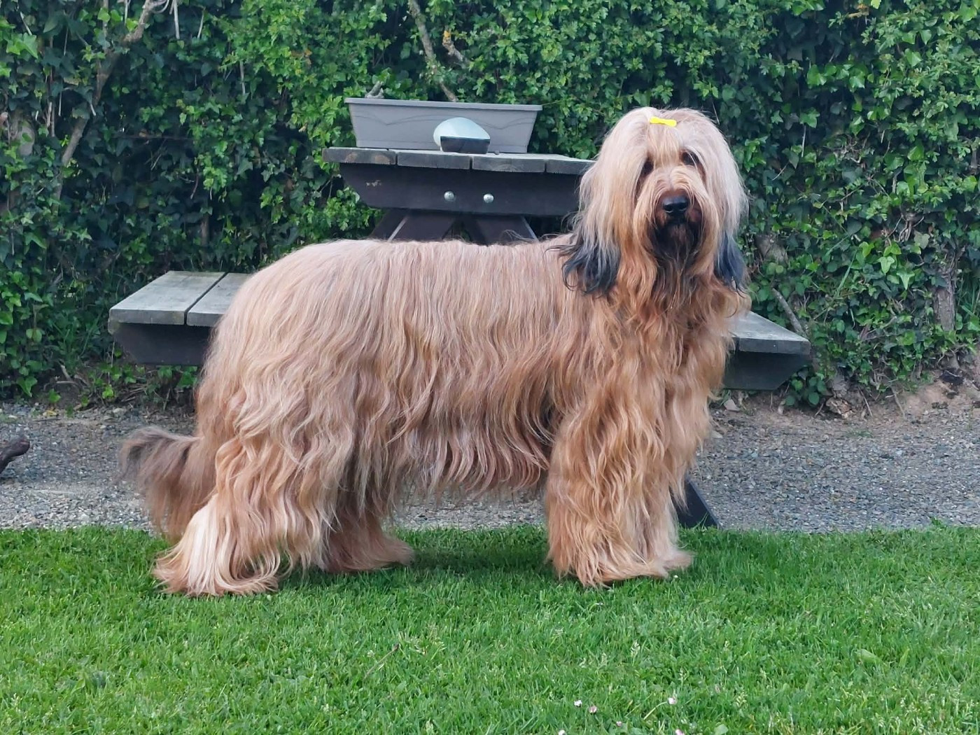 des bébés fauves prévus en 2027!