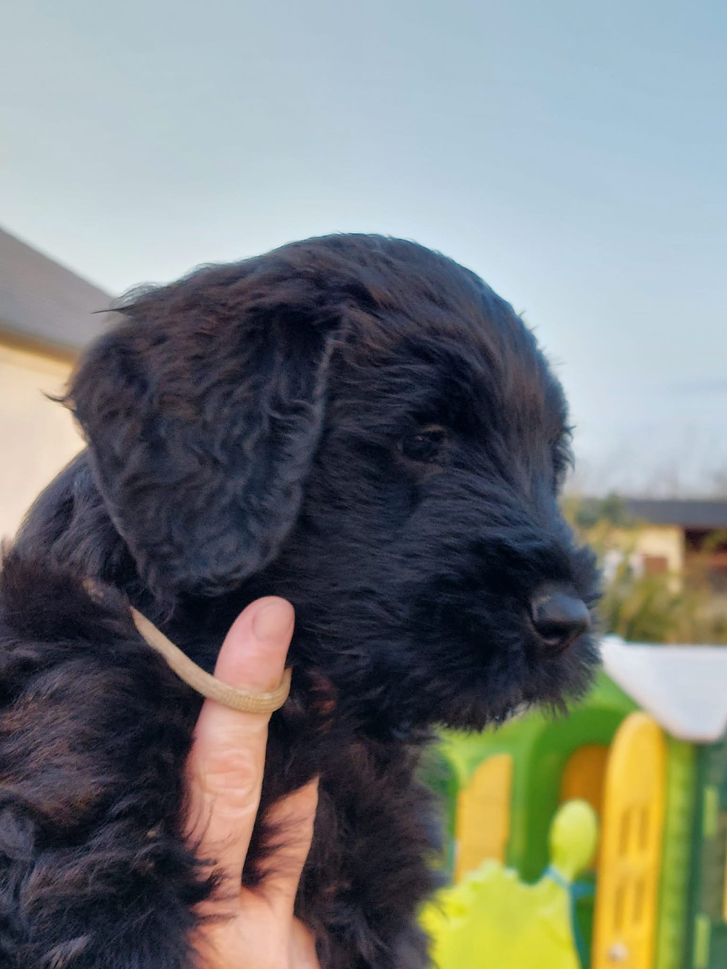 De La Baie D'adonis - Chiots disponibles - Berger de Brie