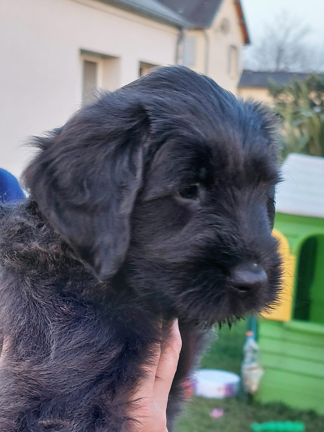 De La Baie D'adonis - Chiots disponibles - Berger de Brie