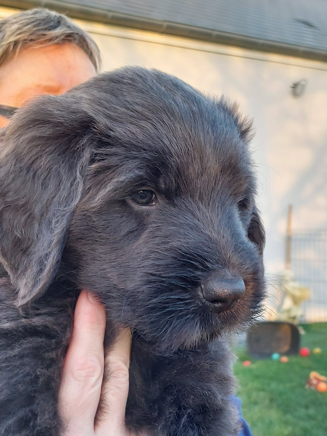 De La Baie D'adonis - Chiots disponibles - Berger de Brie