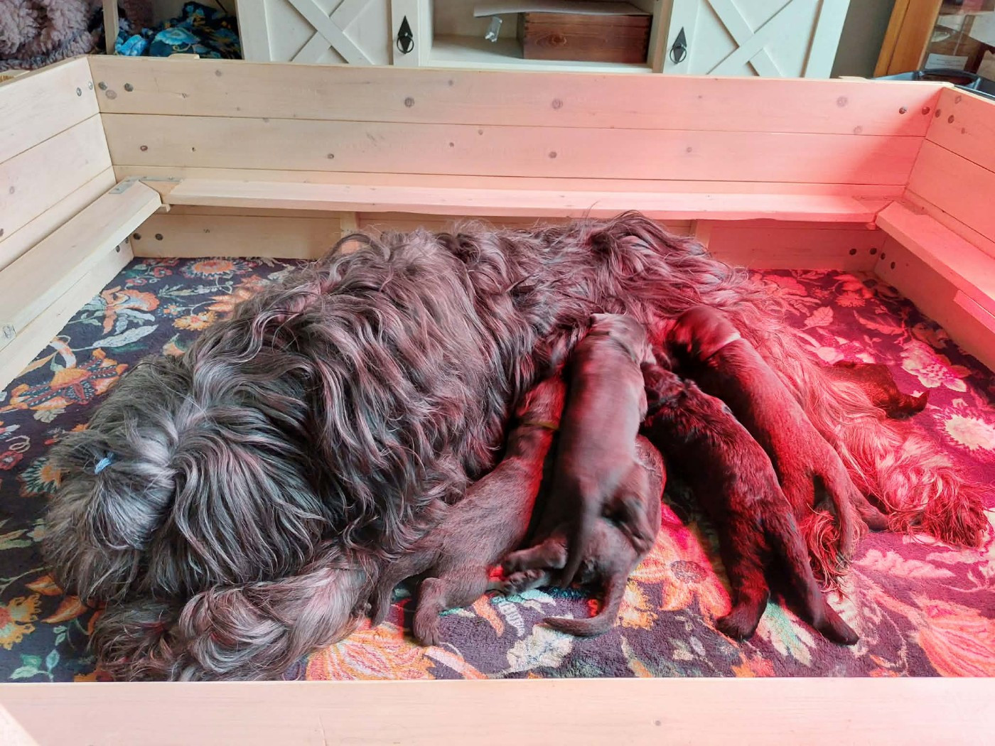 Chiot Berger de Brie De La Baie D'adonis